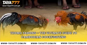 Thomo Sabong