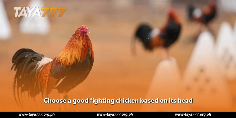 Choose a good fighting chicken based on its head