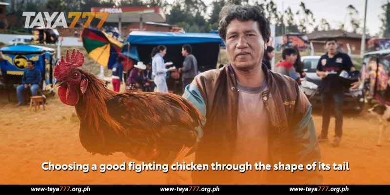 Choosing a good fighting chicken through the shape of its tail