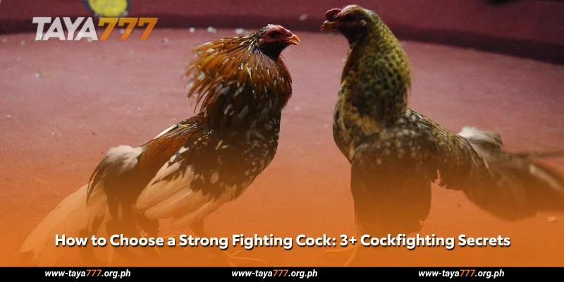 How to Choose a Strong Fighting Cock 3 Cockfighting Secrets